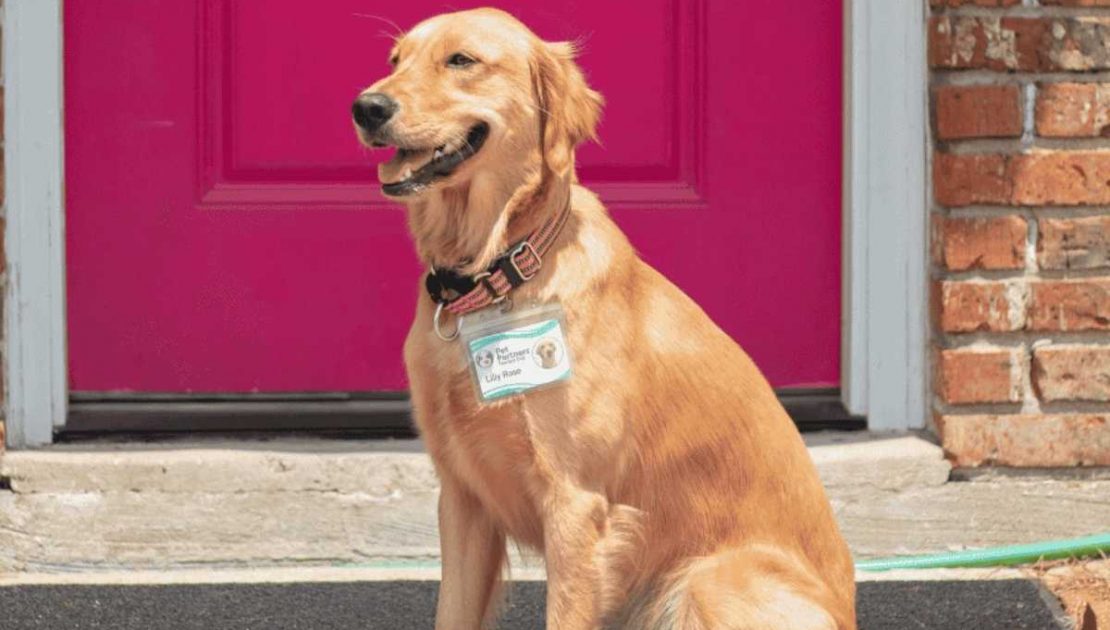 Play-based animal-assisted intervention in Metairie for emotional support